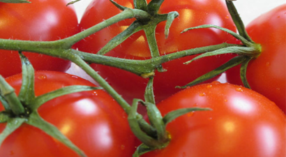 Mersin`de Örtü Altı Domates 1,5 Liraya Alıcı Buluyor