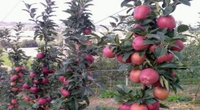 Mevsimsel Değişiklik Hasat Hedefini Vurdu