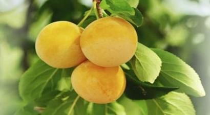 Marim`den Çiftçilere Meyvecilik Eğitimi