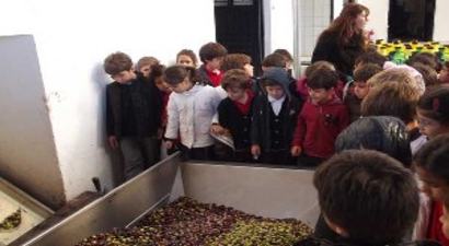 Bodrum`da Öğrencilerden Zeytin Hasadı