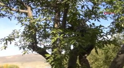 Muş Kuraklık, Elma Rekoltesini Yüzde 50 Düşürdü