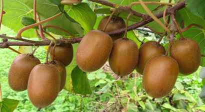 Ordu`da Kivi Hasadı Başladı