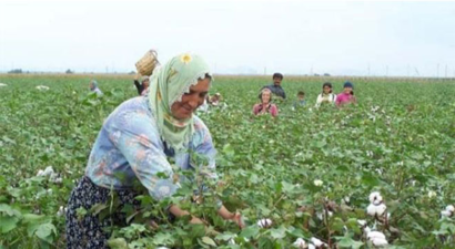 Pamuk Üreticisi Desteğin Artırılmasını İstiyor