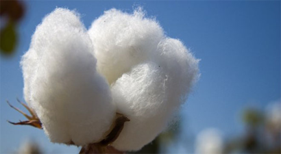 Yağmur Suyu Yiyen Pamuk, Lif Zayıflığından 1,1 Liradan Alıcı Buluyor