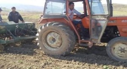 Personelin Maaşlarını Ödemekte Zorlanan Belediye Başkanı 80 Dönümlük Tarlaya Buğday Ektirdi