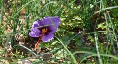 Safran Hasadı Başladı