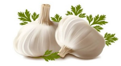 Munzur Sarımsağı Üretiminin Arttırılması Projesi