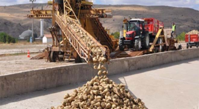 Şeker Pancarında Polar 2 Birim Düştü