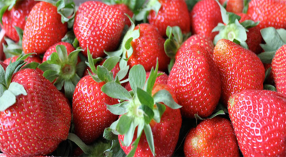 Türkiye`nin Sonbahar Çileği Ağrı`dan