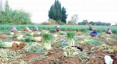 Tarlada Kalan 17 Milyar Lira