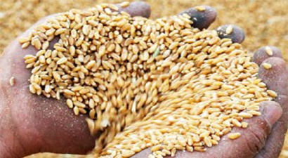 TMO 5.5 ton buğday alacak