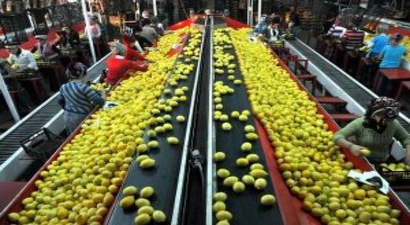 Tarımda İhracat da İthalat da Artıyor