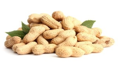 Kuraklık Fıstık Üreticisinin Tadını Kaçırdı