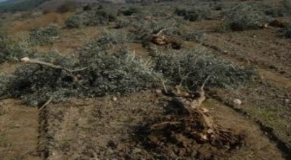 Yırca`da Sökülen Ağaçlardan Son Hasat