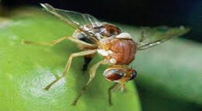 Zeytin İhracatçıları Küçük Sineğin Büyük Zararına Çözüm Arıyor