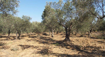 Zeytinlik Yasası, Zeytincilerin Ölüm Fermanı!