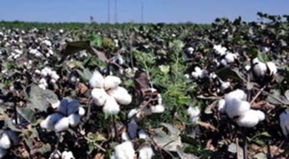 Pamuk Destek Pirimi En Az 90 Kuruş Olmalı