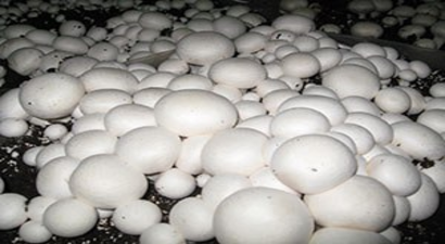 Bahadın`da kültür mantarı yetiştiriciliği kursu