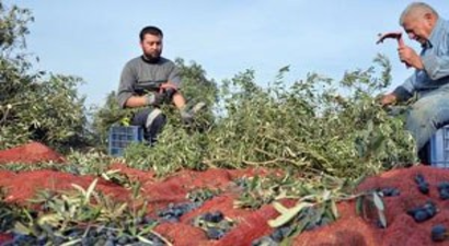 Zeytinlerimiz Kesilerek Geleceğimiz Yok Ediliyor