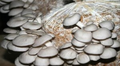 Çiftçinin Yeni Gelir Kaynağı Kayın Mantarı