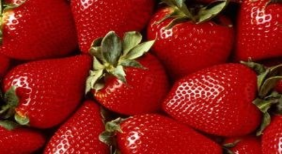 Mersin`de çilek hasadı başladı