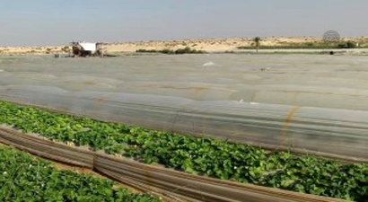 İsrail`in Gazze Saldırıları Çileği de Vurdu