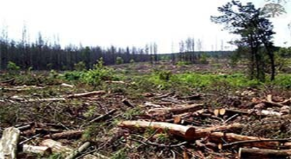 İzmir`de yeşil cinayeti var!