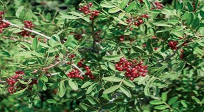 İzmir`de 96 bin sakız fidanı yeşerecek