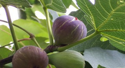 Germencik`te `Jeotermalin İncire Etkisi` Toplantısı