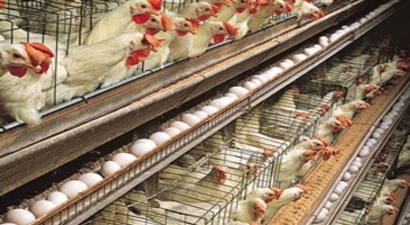 Kanada tavuklarında kuş gribi korkusu