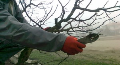 Karamürsel`de Ağaç Budama Kursu