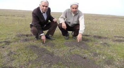 Muş`ta Tarlaları Fareler Bastı