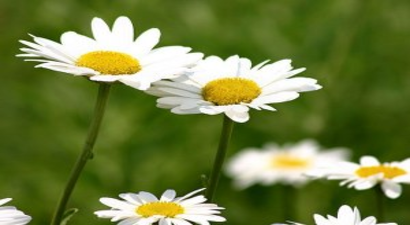 Yalancı Bahara Aldanan Papatyalar Çiçek Açtı