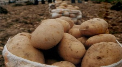 Patates Fiyatını İhracat Rakamları Belirleyecek