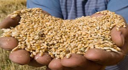 Rusya Buğdaya Ek Vergi Getirdi, Türkiye`de Ekmek Zamlanabilir