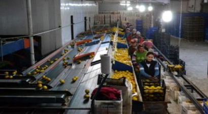 Rusya`daki Kriz Ortacalı Üretiyi de Vurdu