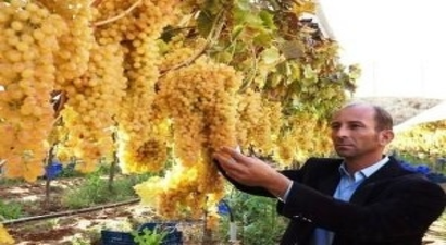 Sarıgöl Bağlarında Kış Üzümleri
