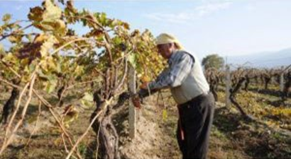 Sarıgöl`de Bir Yandan Hasat Bir Yandan Budama