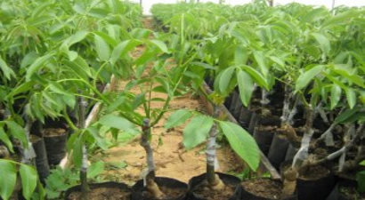 Sivrice`de 10 Bin Ceviz Fidanı Dağıtıldı