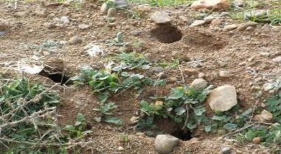 Tarla Farelerine Savaş Açıldı