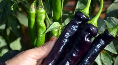 Türkiye`nin tescilli mor sivri biberini ürettiler