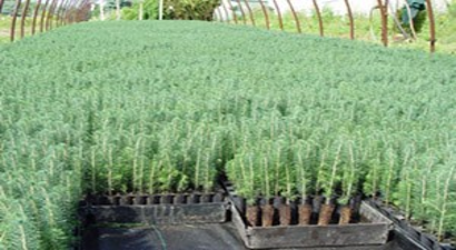 Türkiye`nin Fidan Üretiminde Hedefi `Dünya Liderliği`