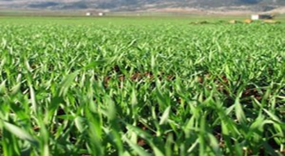 Yağışlar Araban Ovası`ndaki Ekili Alanları Yeşertti