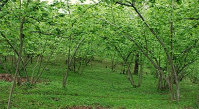 Yaşlı Fındık Bahçelerininin Sökümü Sürüyor