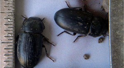 Zabrus böceği timi kuruldu