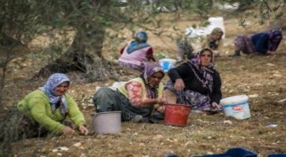 Balıkesir`de Zeytin Hasadının Yüzde 60`ını Kadınlar Yapıyor