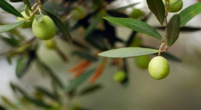 Zeytin Ağacı Varlığı 167 Milyon Adete Yükseldi