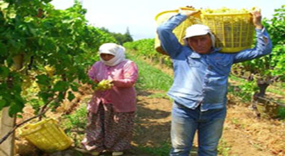 Alaşehir`den 2014`te 280 Milyon Liralık Üzüm İhracatı