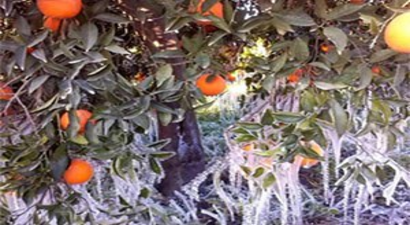 Soğuk hava narenciye bahçelerini olumsuz etkiledi