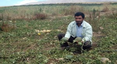 Eskişehir`de Kar Yağışı Tarım Alanlarına Zarar Verdi